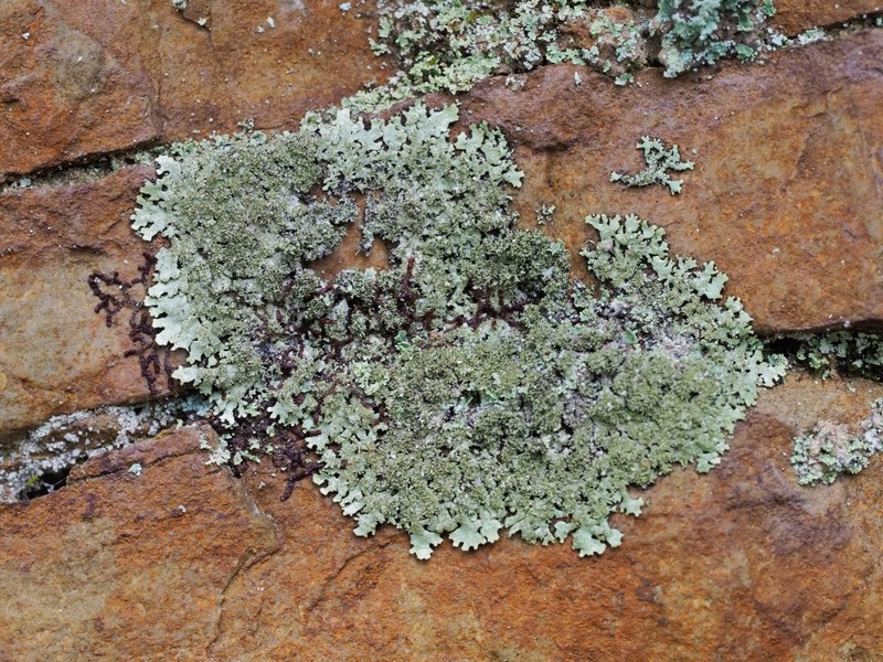 Parmelinopsis