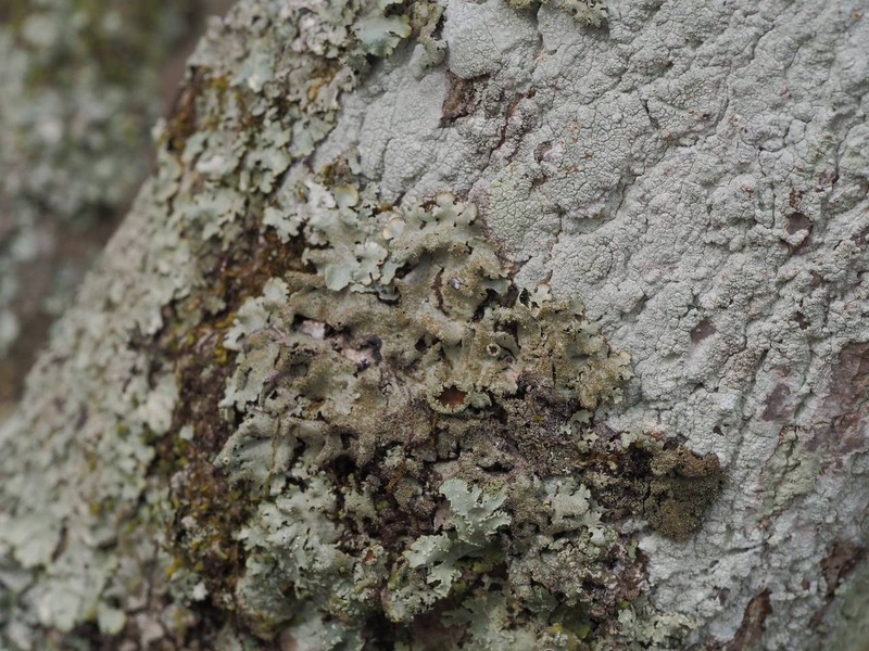 Parmelinopsis photo 2