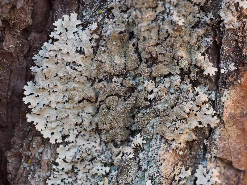 Parmelinopsis photo 3