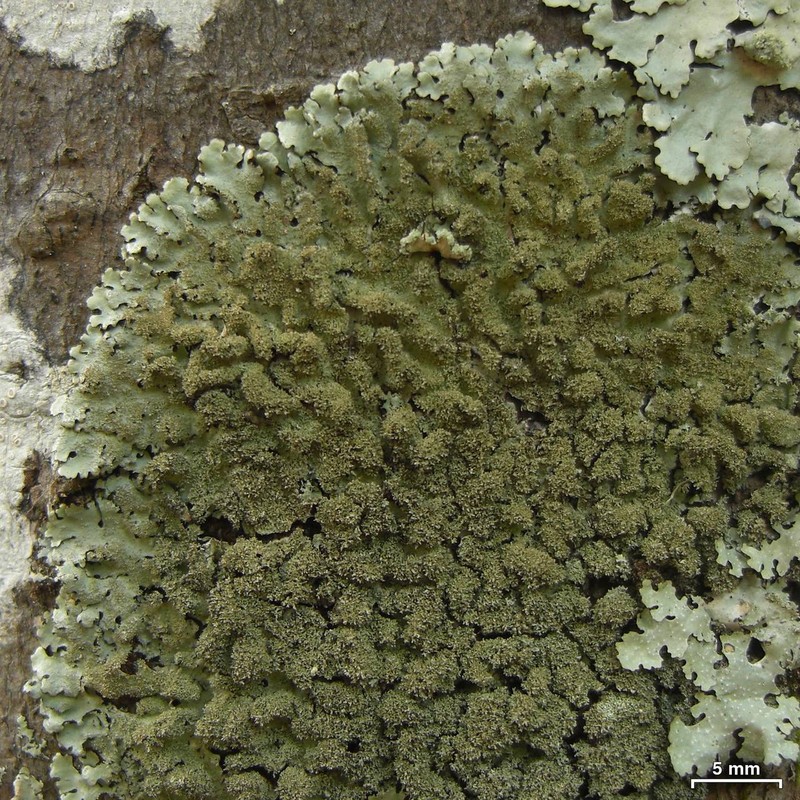 Parmelinopsis photo 4