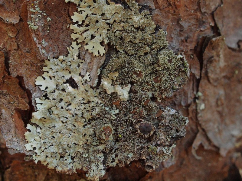 Parmelinopsis photo 5