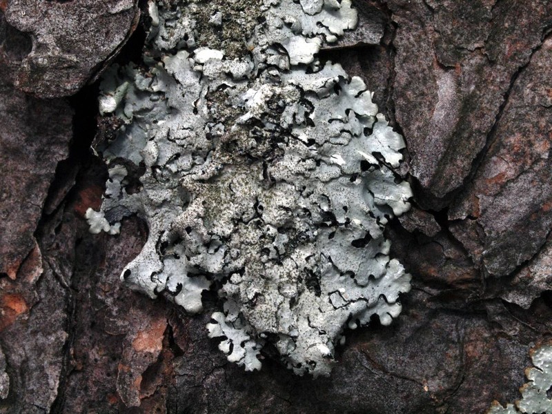 Parmelinopsis photo 6