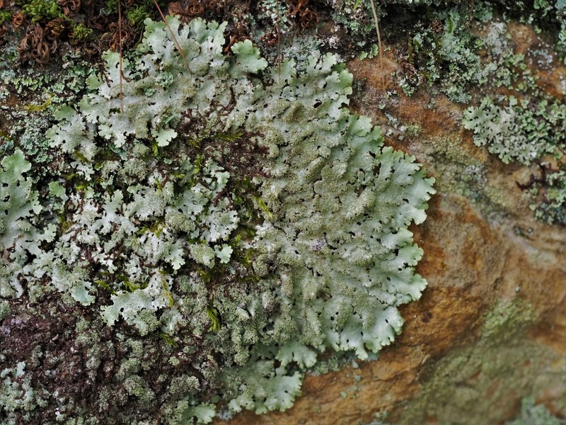 Parmelinopsis