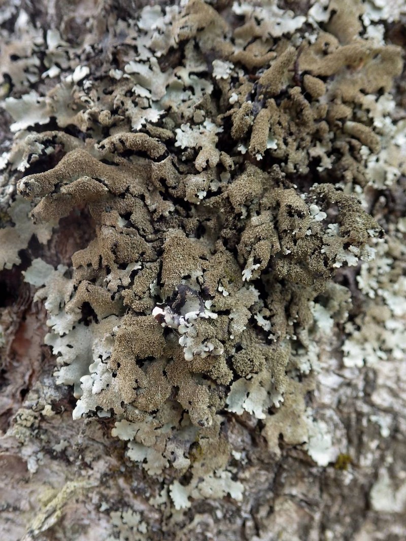 Parmelinopsis photo 2
