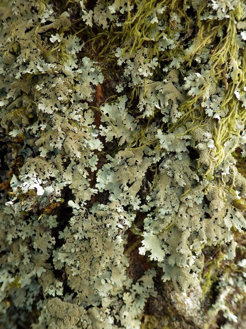 Parmelinopsis photo 3