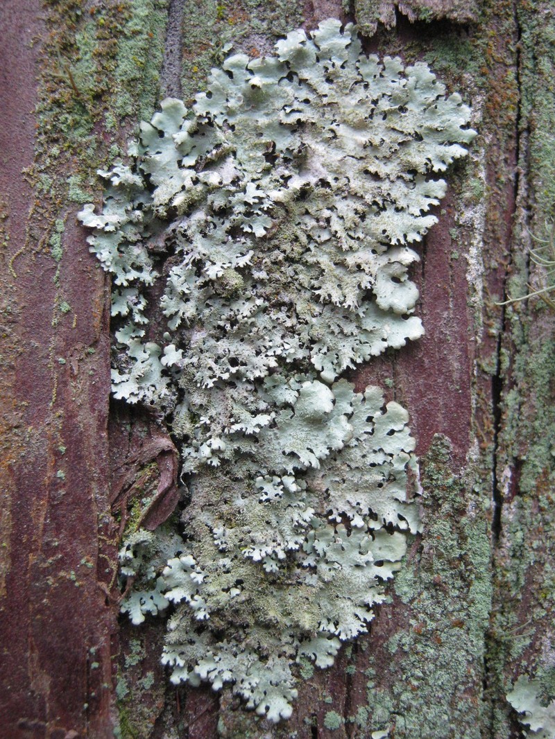 Parmelinopsis photo 4