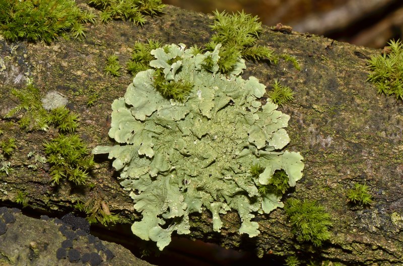 Ambiguous Bran Lichen