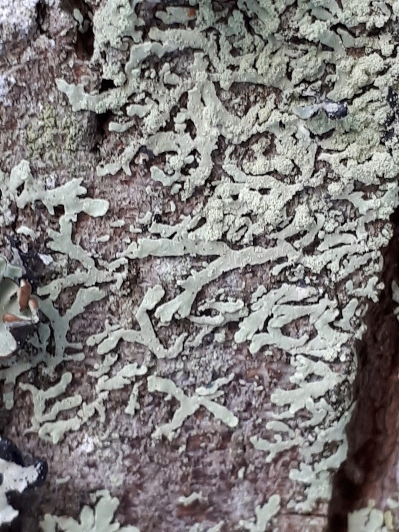 Ambiguous Bran Lichen