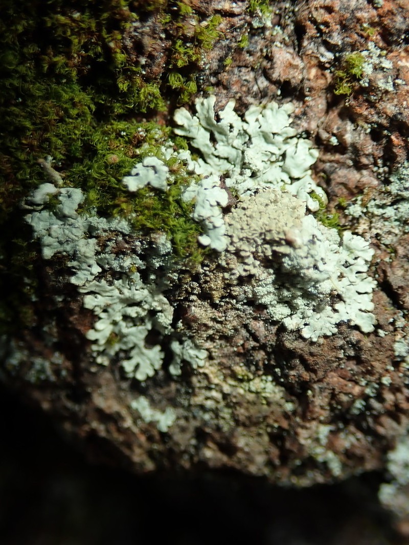 Ambiguous Bran Lichen photo 2