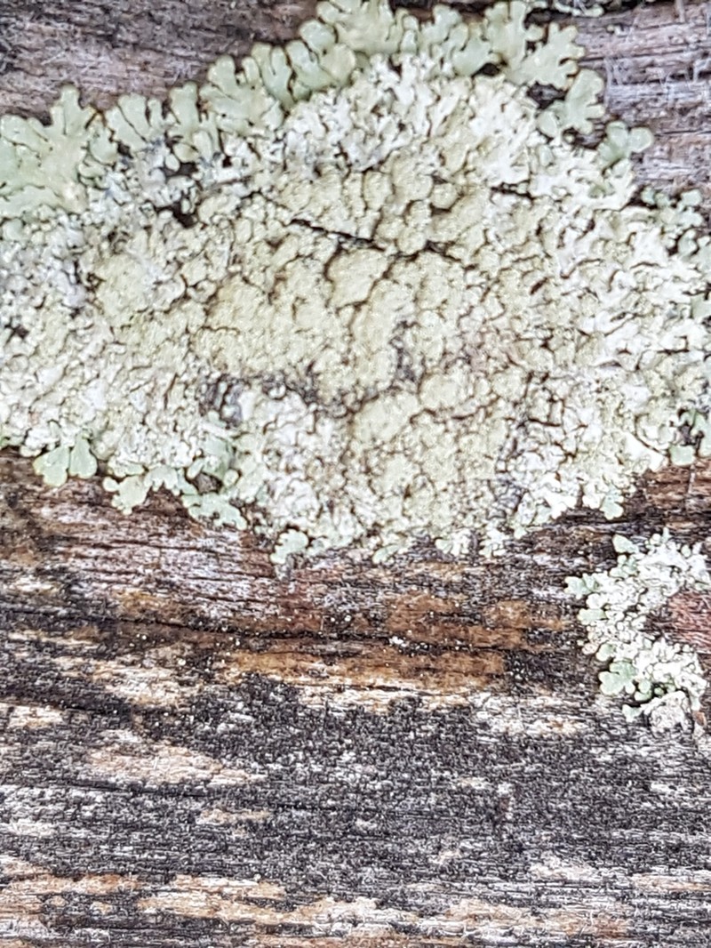 Ambiguous Bran Lichen photo 3