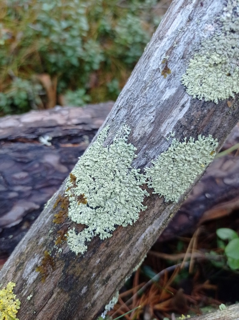Ambiguous Bran Lichen photo 4
