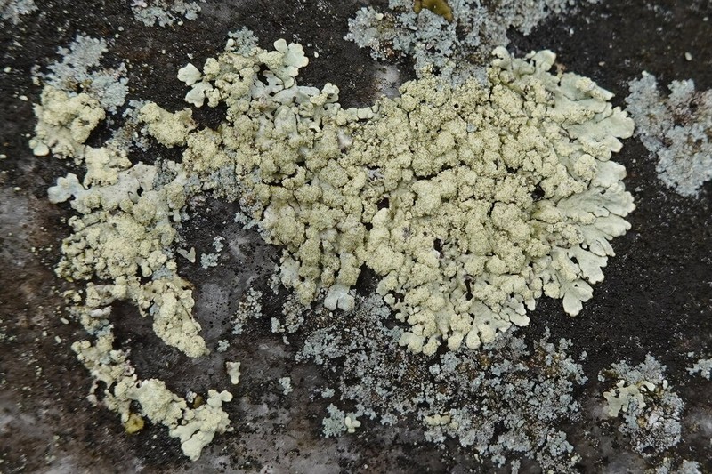 Ambiguous Bran Lichen photo 5