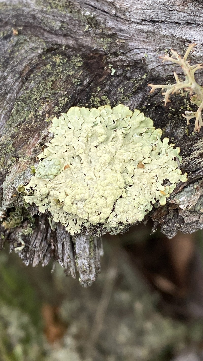 Ambiguous Bran Lichen photo 6