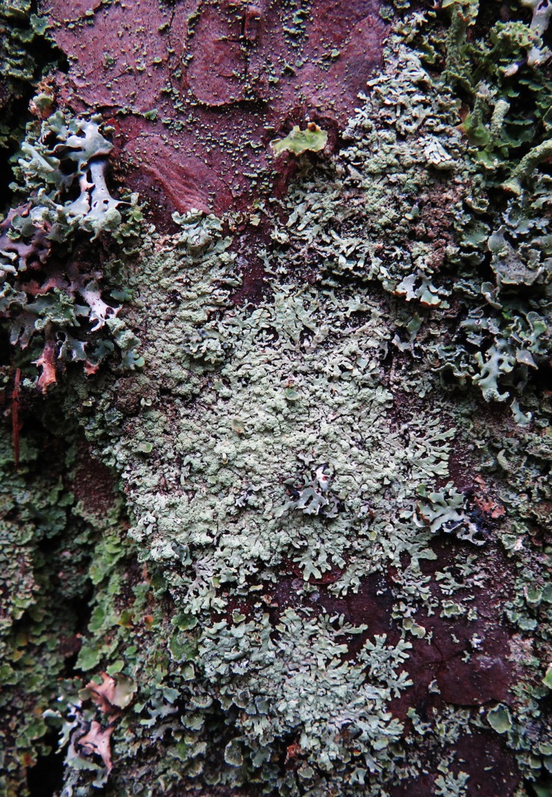 Ambiguous Bran Lichen photo 7