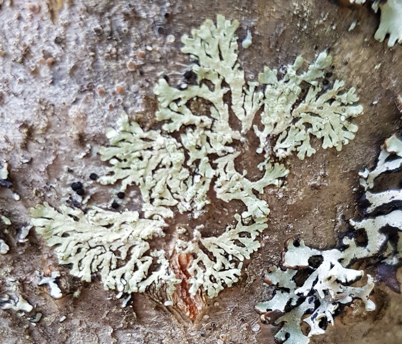Ambiguous Bran Lichen photo 8