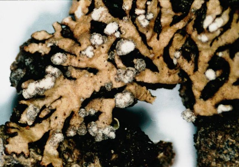Bran Lichen