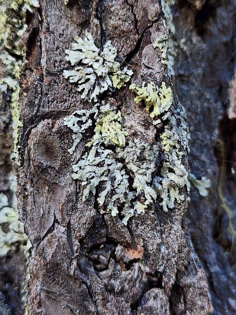 Bran Lichen