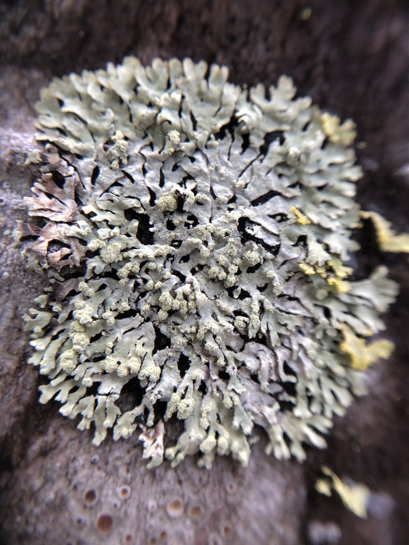 Bran Lichen photo 2