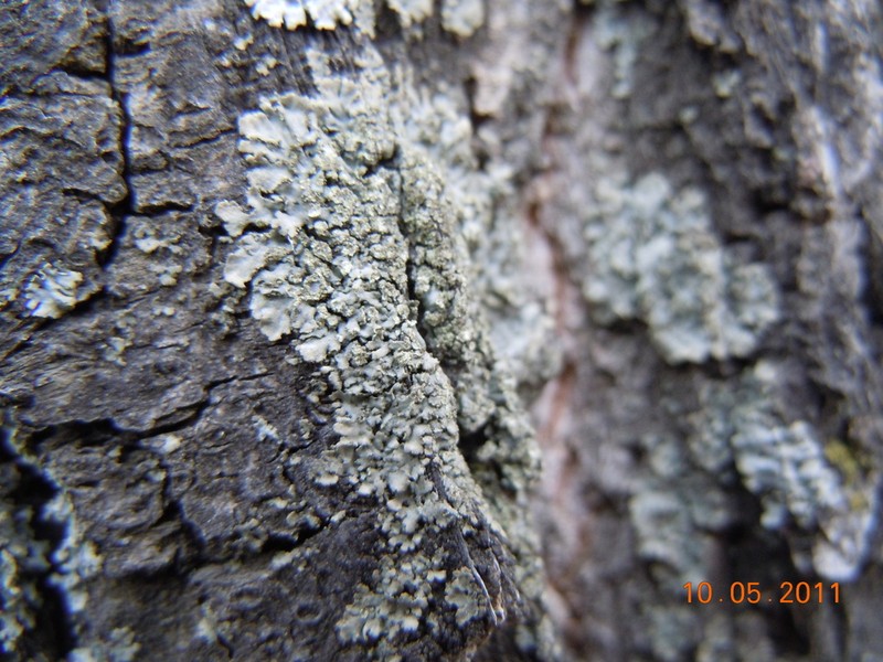 Bran Lichen photo 3