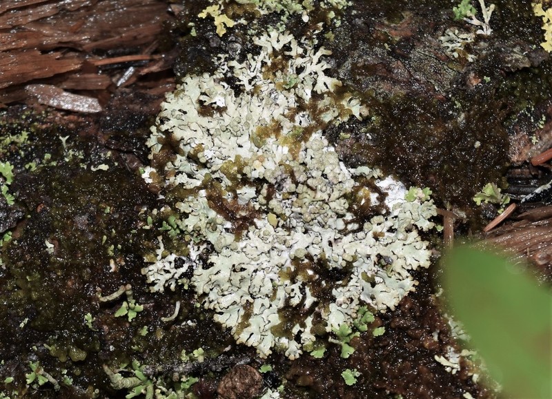 Bran Lichen photo 4