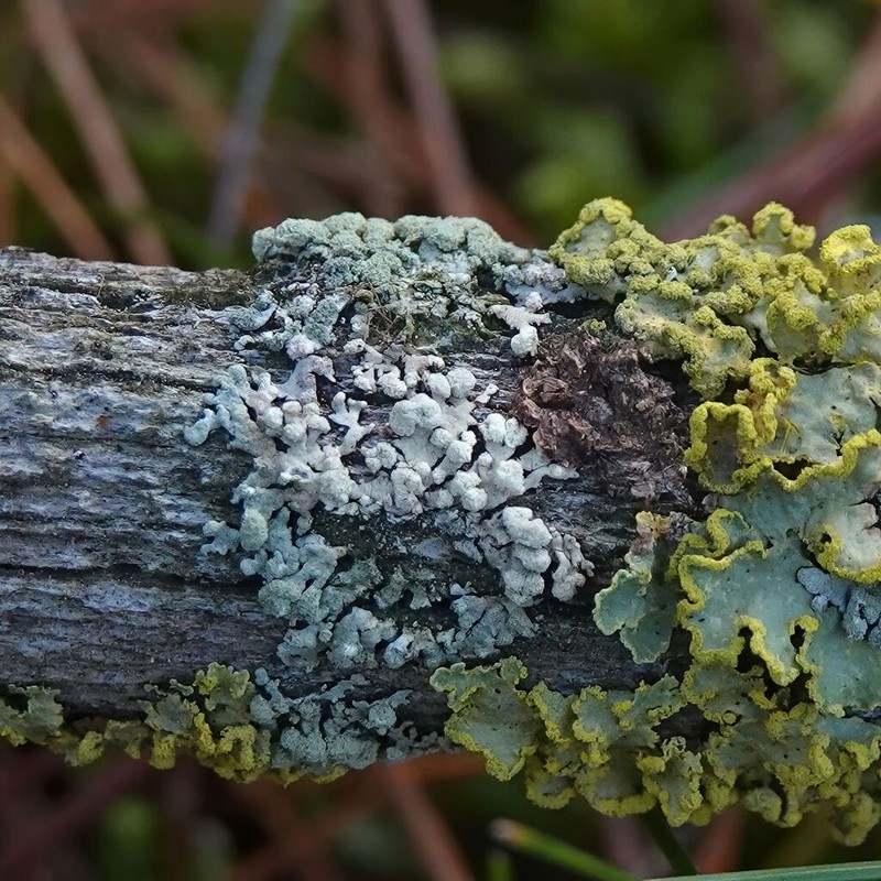 Bran Lichen photo 5