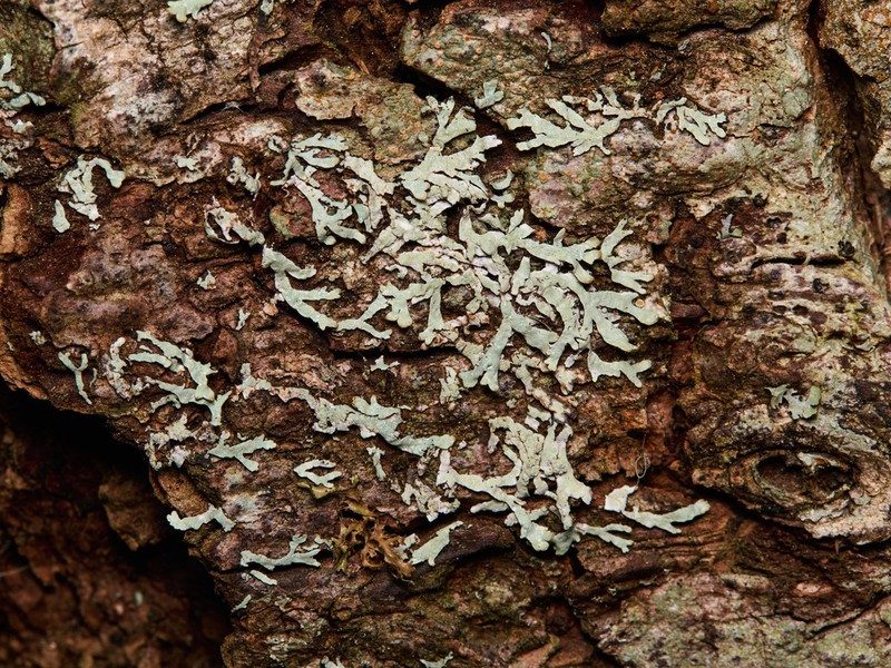 Bran Lichen photo 6