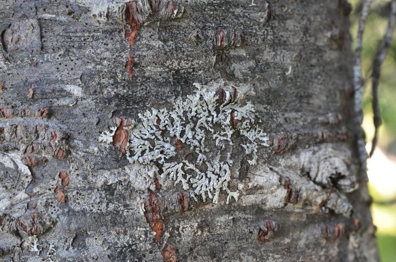Bran Lichen photo 7