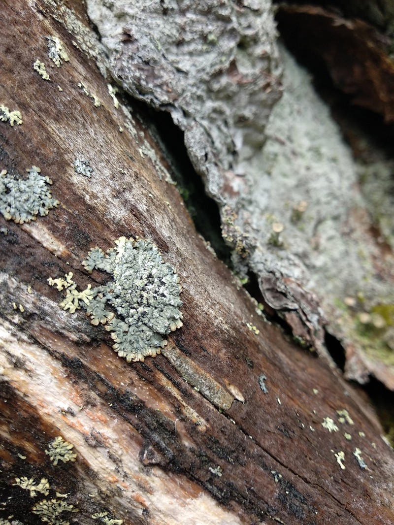 Bran Lichen photo 8