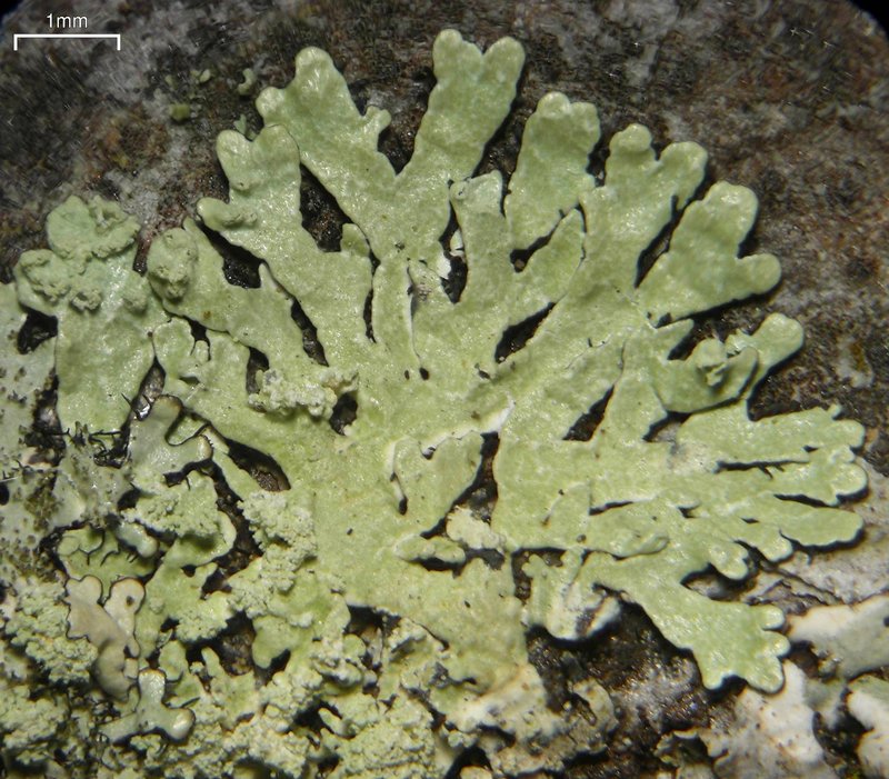 Bran Lichen