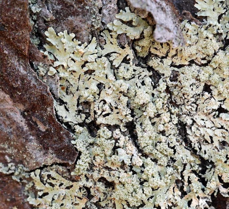 Bran Lichen