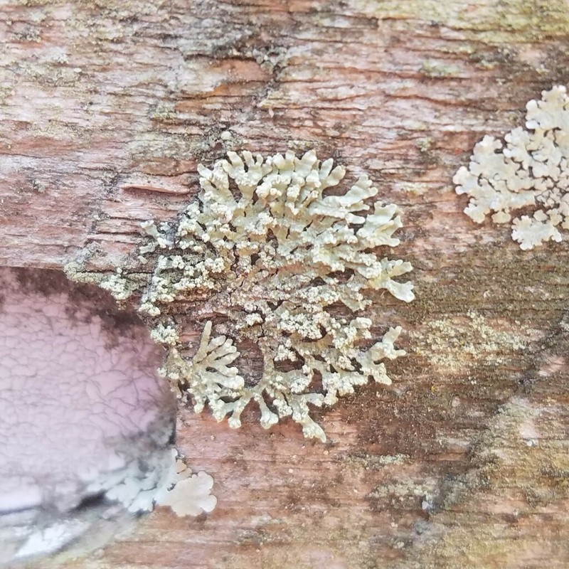 Bran Lichen photo 2