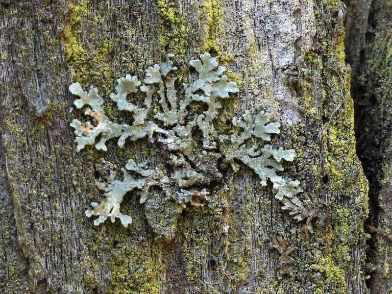 Bran Lichen photo 3
