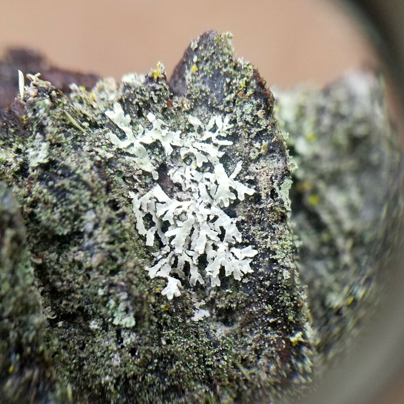 Bran Lichen photo 4