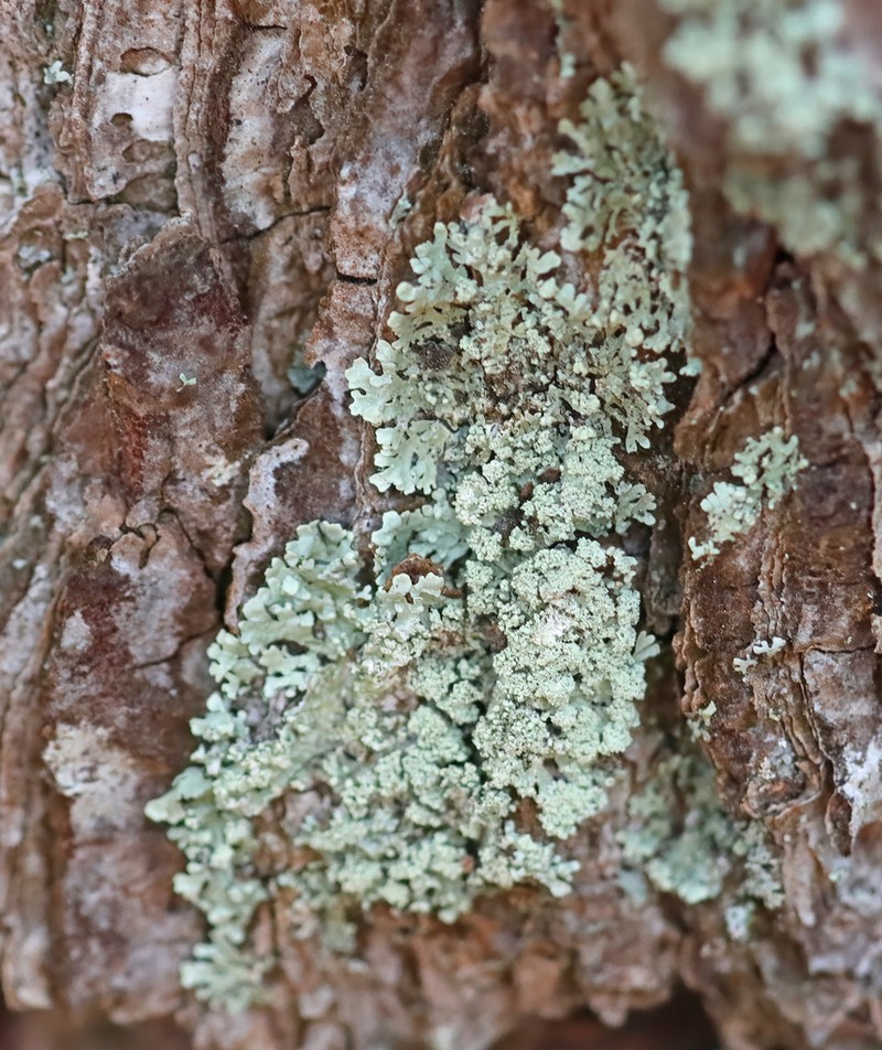 Bran Lichen photo 5