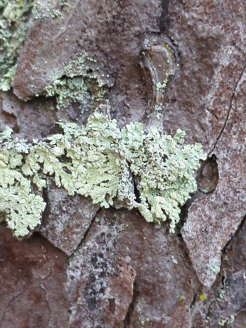Bran Lichen photo 6