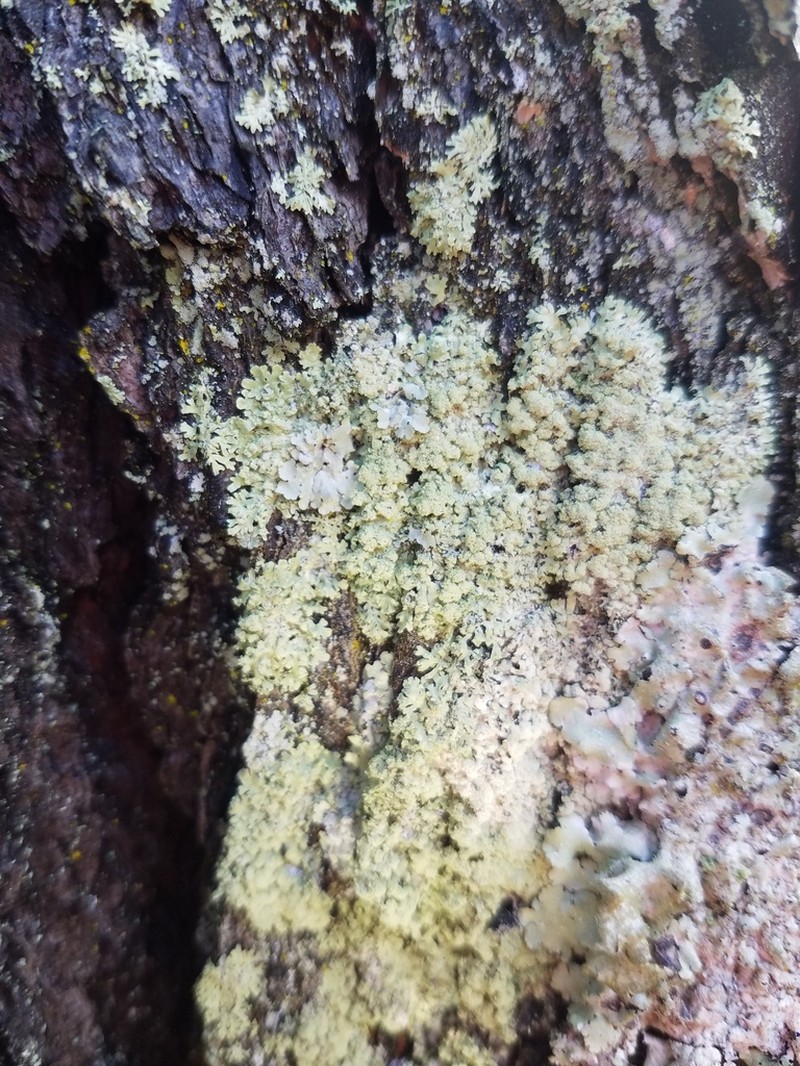 Bran Lichen photo 7