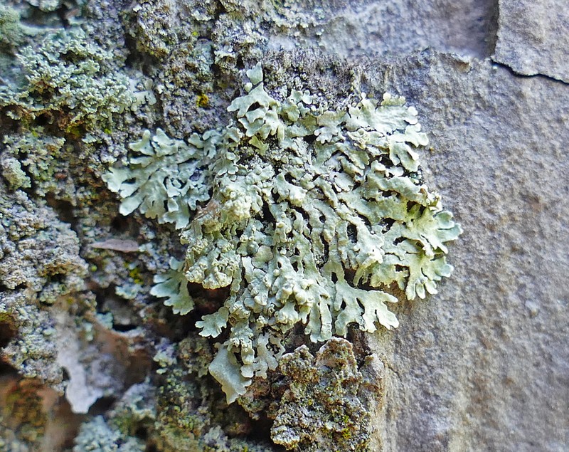 Bran Lichen photo 8