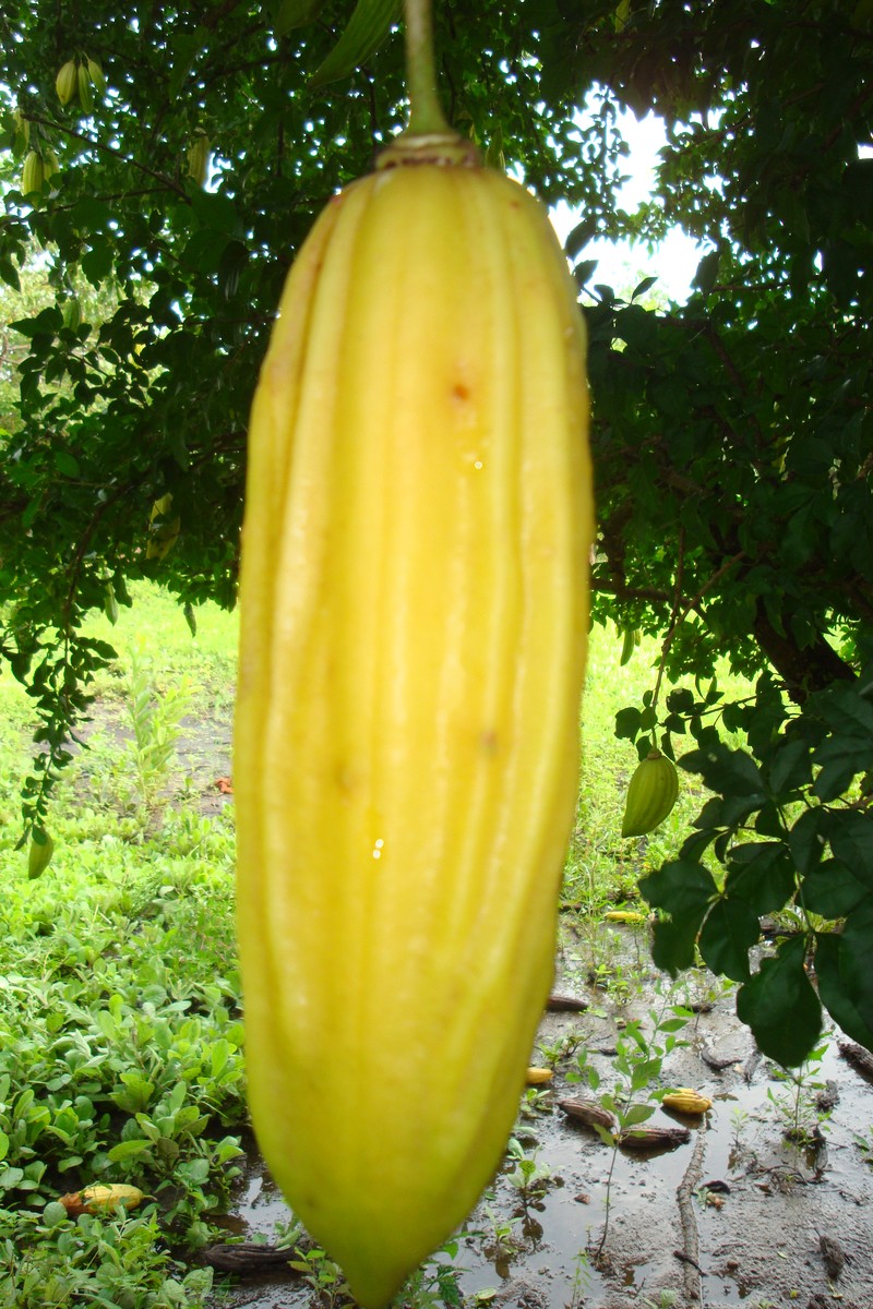 Cuachilote photo 5