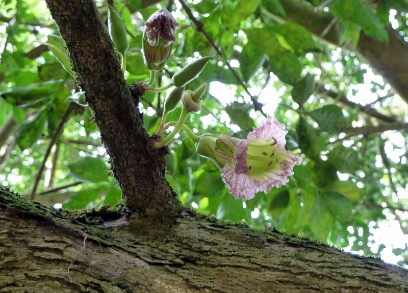 Cuachilote photo 2