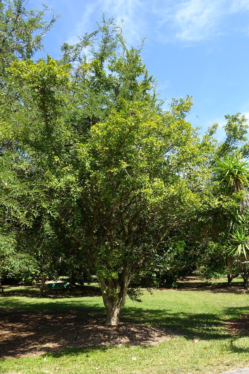 Cuachilote photo 3