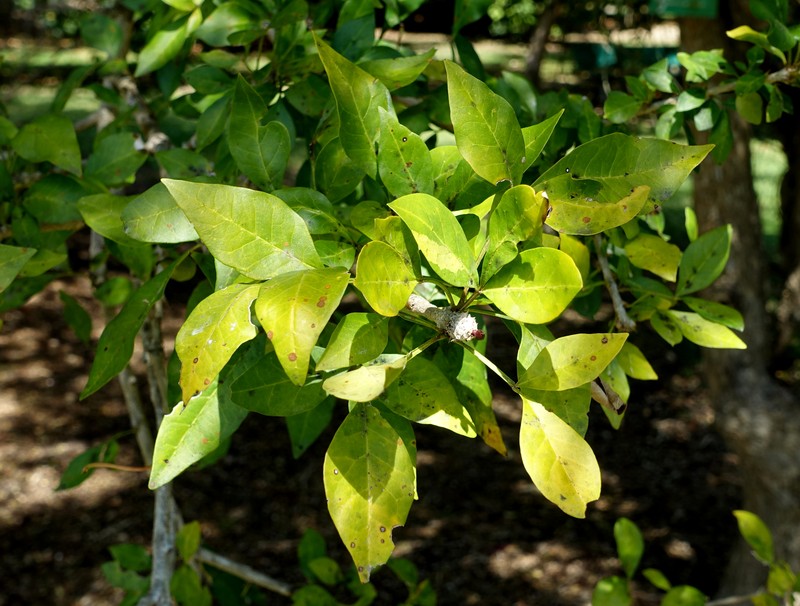 Cuachilote photo 4