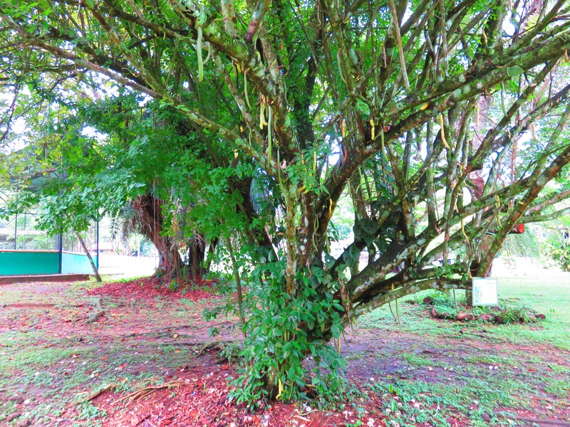 Candle Tree photo 2