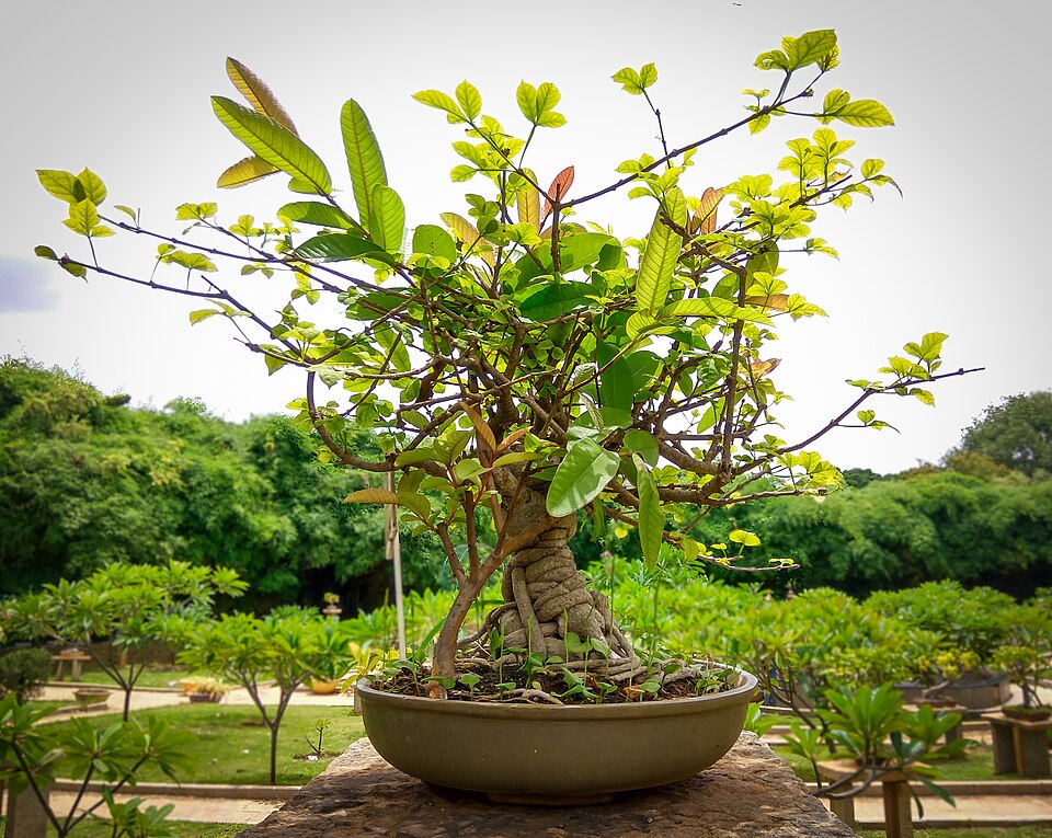 Candle Tree photo 4