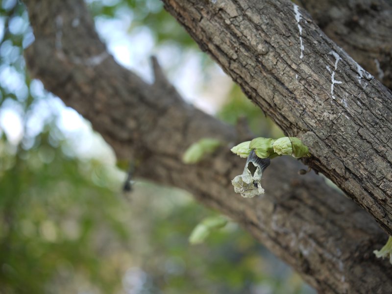 Candle Tree photo 7