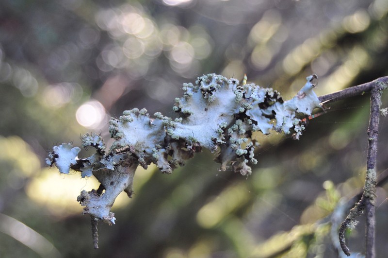 Arnold's Parmotrema Lichen photo 2