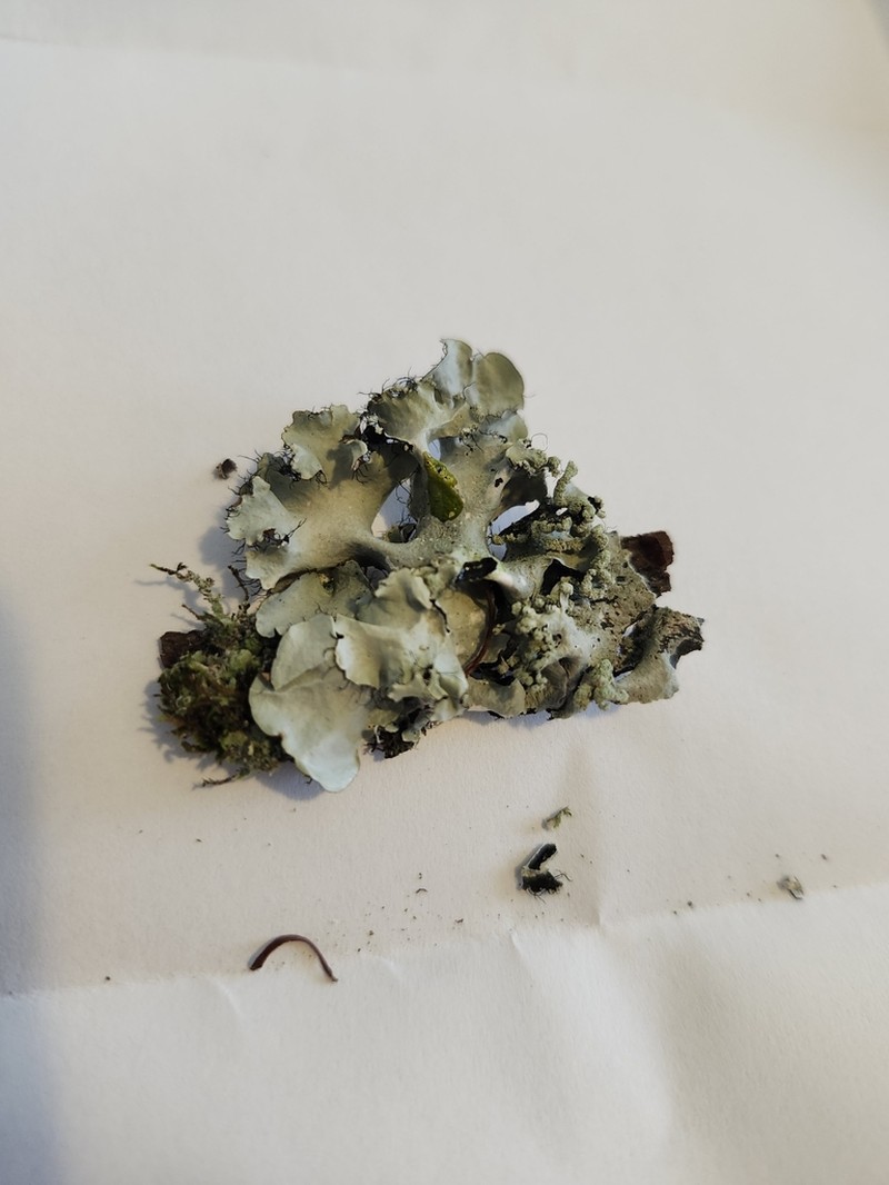 Arnold's Parmotrema Lichen photo 3