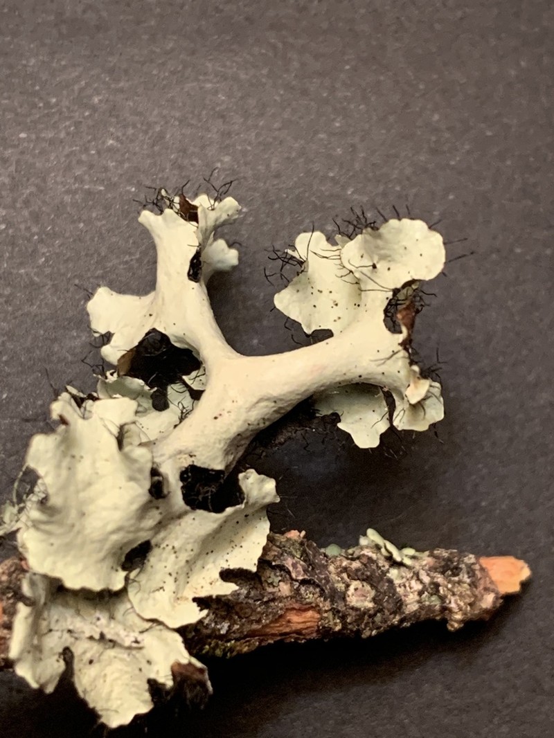 Arnold's Parmotrema Lichen photo 4
