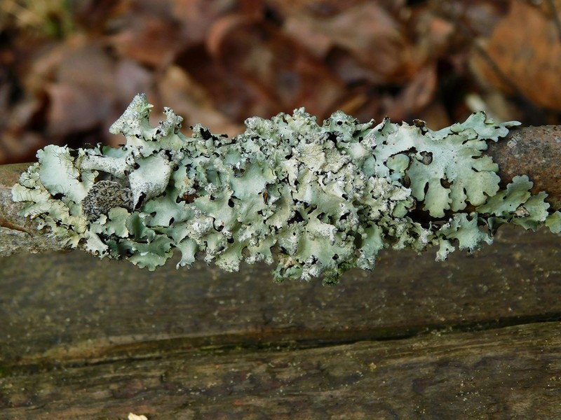 Arnold's Parmotrema Lichen photo 5