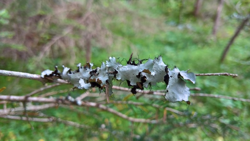 Arnold's Parmotrema Lichen photo 6