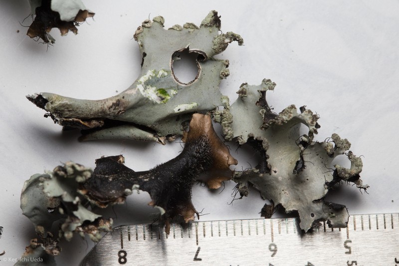 Arnold's Parmotrema Lichen photo 7